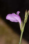 Thickleaf waterwillow